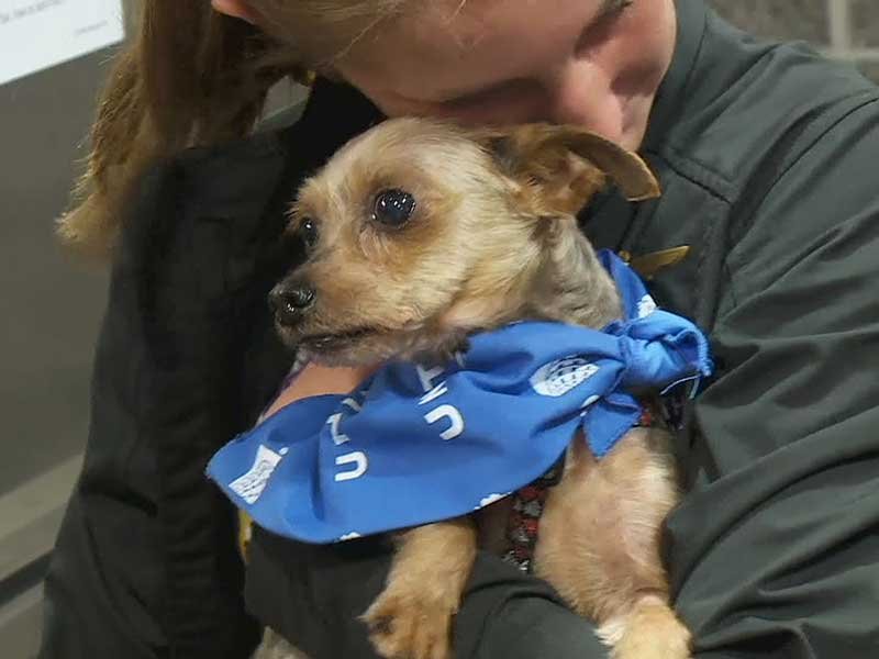 yorkies in iowa yorkie found in iowa is reunited with louisiana owner yorkies in iowa yorkie found in iowa is reunited with louisiana owner